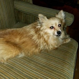 Meet your Posher, Peter